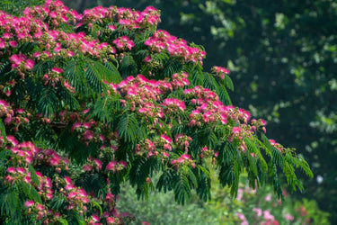 25 MIMOSA / Persian SILK TREE Albizia Julibrissin Seeds